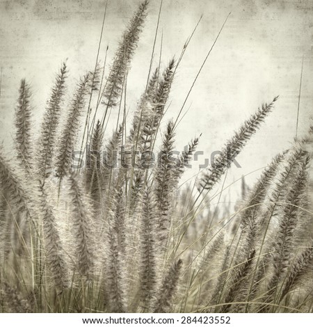 textured old paper background with cat tail grass