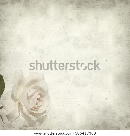 textured old paper background with pale cabbage rose