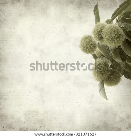 textured old paper background with sweet chestnut ripening on branches