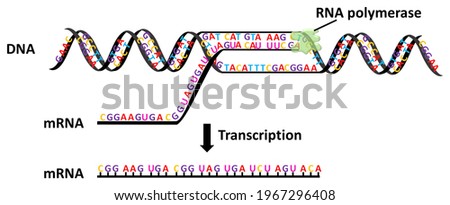 Transcription is the process of copying a segment of DNA into RNA Imagine de stoc © 