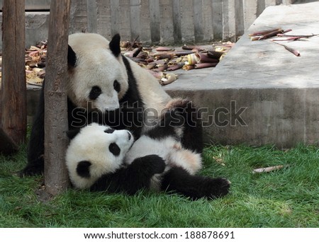 Panda cub lying on the grass watching mom or dad