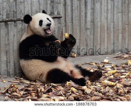 Panda eating bamboo shoots happily?Open mouth laughing?Holding food laughing