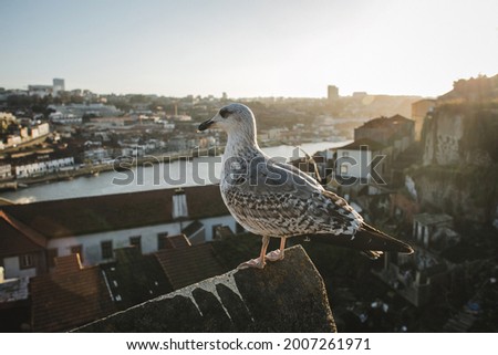 Sea gull in a roof top during golden hour with Ribeira do Porto and Vila Nova de Gaia in its background. Foto stock © 