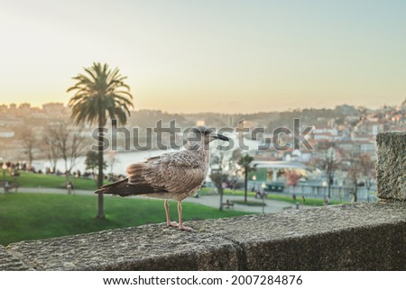 Sea Gull resting with Vila Nova de Gaia, Ribeira do Porto and Douro River in its background. Foto stock © 