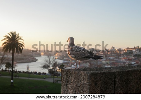 Sea Gull resting with Vila Nova de Gaia, Ribeira do Porto and Douro River in its background. Foto stock © 