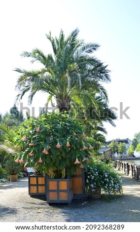 Similar – Foto Bild Norddeutsche Palme Natur