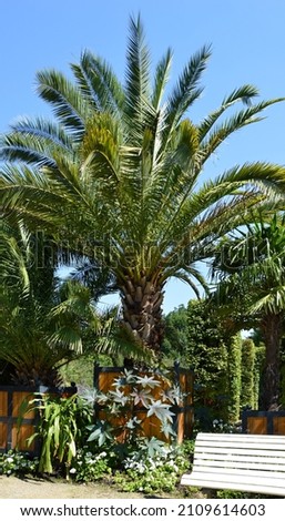 Similar – Foto Bild Norddeutsche Palme Natur