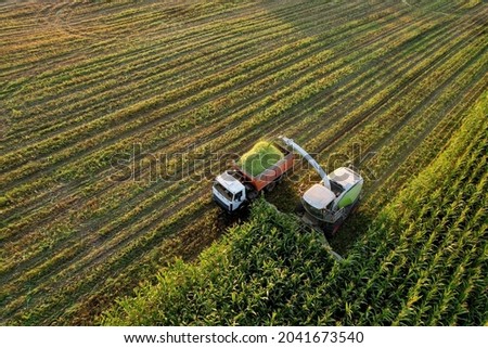 Forage harvester on maize cutting for silage in field. Harvesting biomass crop. Self-propelled Harvester for agriculture. Tractor work on corn harvest season. Farm equipment and farming machine.