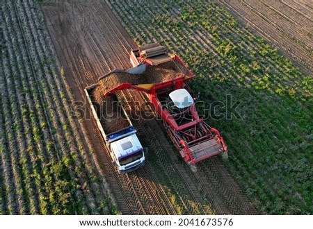 Aerial view of the Potato Harvester at Seasonal harvesting of potatoes from field. Agricultural Potato Combine Harvester loads potatoes into truck at field. Soft focus