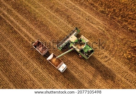Combine harvester working in wheat field. Harvesting machine during cutting crop in farmland. Combines grain harvesting. Harvester loads wheat in truck for transportation to a flour and bread plant