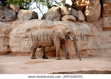Elephant on the background of huge stones in the rock in Equatorial Africa. African elephant in rainforest. Landscape and fauna with Savannah elephant. Family of elephants in the wild. Mammal animals.