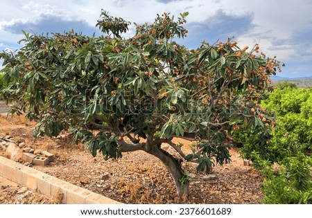 Similar – Image, Stock Photo Loquat tree with ripe fruits against blue sky