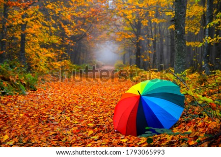 Similar – Foto Bild leuchtender herbst