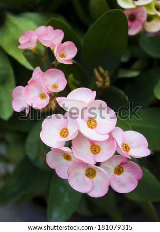 Crown of thorns pink flowers, Christ Thorn
