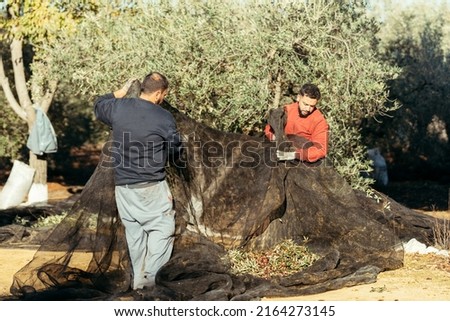 Similar – Foto Bild bauern, die oliven auf einem feld in spanien sammeln