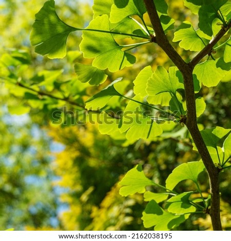 Ginkgo tree (Ginkgo biloba) or gingko with brightly green new leaves against background of blurry foliage. Selective close-up. Fresh wallpaper nature concept. Place for your text 商業照片 © 