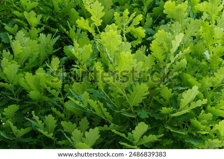 Similar – Image, Stock Photo Quercus robur oaks are reflected in a body of water with blades of grass in the bog