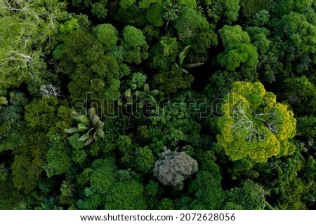 Similar – Image, Stock Photo Densely planted forest of Nordmann fir (Abies nordmanniana) in intact form, climate change tolerant trees in a monoculture forestry system