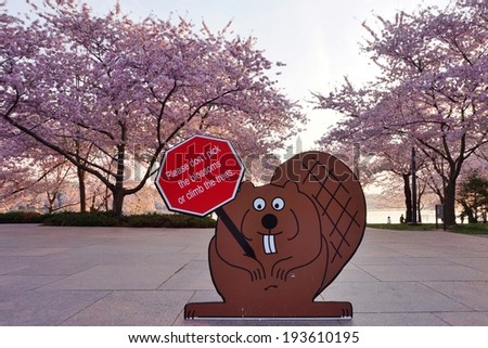 WASHINGTON, DC - APRIL 2014 - A National Park Service beaver-shaped sign warns visitors to the famed Cherry Blossom Festival in Washington DC not to pick the colorful flowers or climb in the trees.