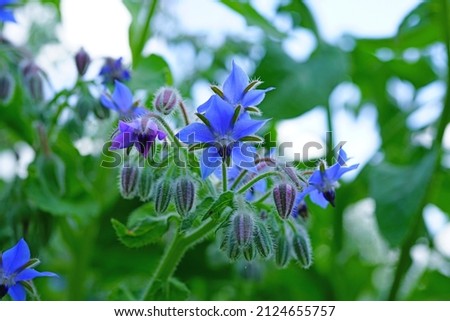 Similar – Image, Stock Photo A blue borage (Borago officinalis) involler flower. Next to it others, whose flower is still closed