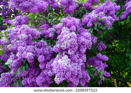 Similar – Image, Stock Photo purple lilac flowers and lilac buds against green background, closeup