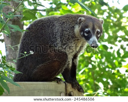 GUANACASTE, COSTA RICA --CIRCA NOV 2013-- Badger-like white-nose coati animals, called pizote in Costa Rica, roam the dry forests of the volcanic Guanacaste region, especially the Papagayo peninsula.