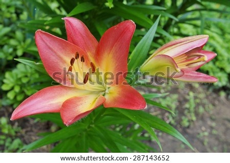 Orange and yellow Asiatic lily flower