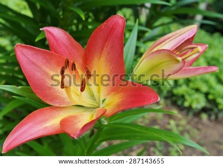 Orange and yellow Asiatic lily flower