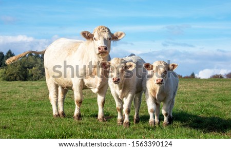 Similar – Image, Stock Photo Cow herd 2 in the fog above the Achensee in Tirol in Austria