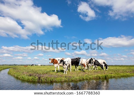 Cow at the bank of a creek, typical landscape of Holland, flat land and water and on the horizon a blue sky with white clouds. Foto d'archivio © 