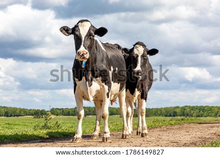 Similar – Image, Stock Photo Cow herd 2 in the fog above the Achensee in Tirol in Austria