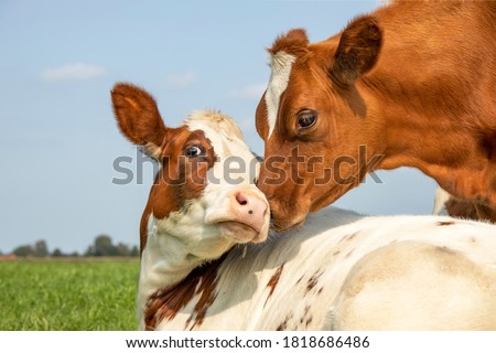 Cow playfully cuddling another young cow lying down in a pasture under a blue sky, calves love each other