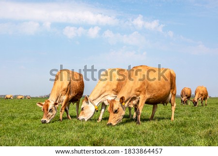 Similar – Image, Stock Photo Brown cow grazing on a meadow