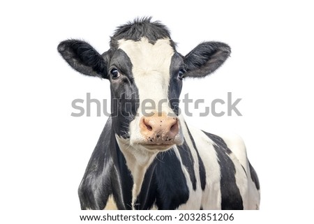 Similar – Image, Stock Photo Portrait of cow Milk