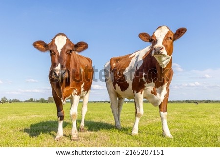 Similar – Image, Stock Photo Calm brown cow in stable in bright sunlight