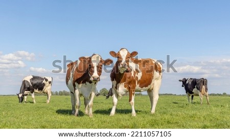 Similar – Image, Stock Photo Calm brown cow in stable in bright sunlight