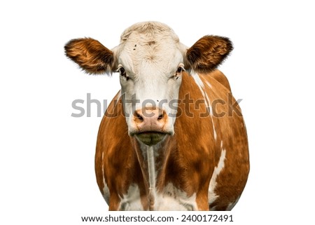 Image, Stock Photo Calm brown cow in stable in bright sunlight