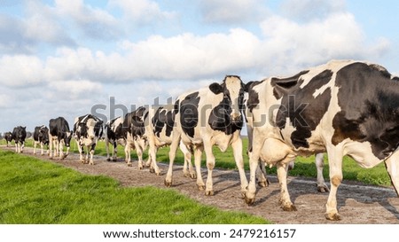 Similar – Image, Stock Photo Herd of cows on countryside farm