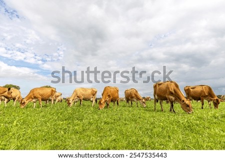 Similar – Foto Bild Reinrassige Kühe grasen auf der Weide in Bergnähe unter blauem Himmel