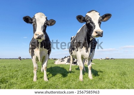 Similar – Foto Bild zwei neugierige Rinder stehen auf einer Wiese vor einer Windkraftanlage