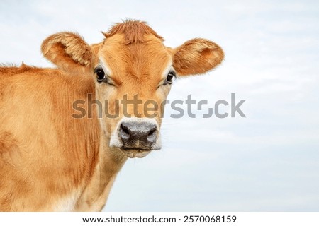 A cow looks curiously at the camera