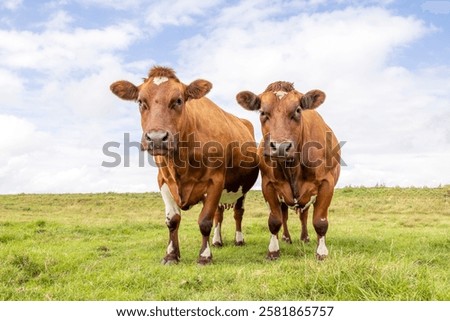 Similar – Foto Bild zwei neugierige Rinder stehen auf einer Wiese vor einer Windkraftanlage