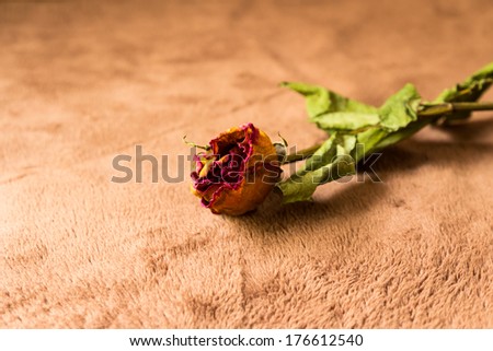 Single dried rose, Dead rose on background. Vintage style
