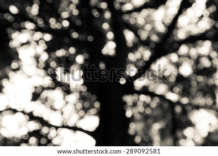 Green bokeh background from tree abstract background - black and white