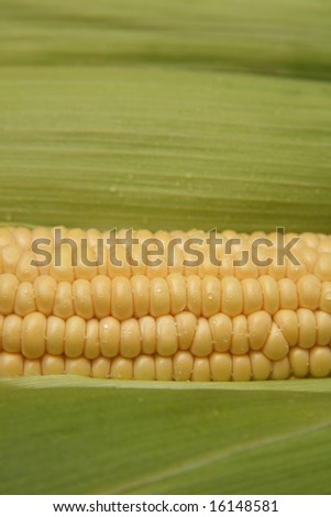 Close up on fresh corn with additional ears of corn in the background, shallow deapth of focus.
