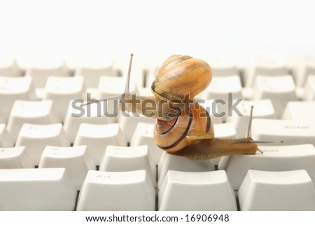 Snails crawling on the computer keyboard. Slow computer concept