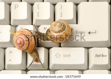 Snails on the computer keyboard. Concept of slow working computer.