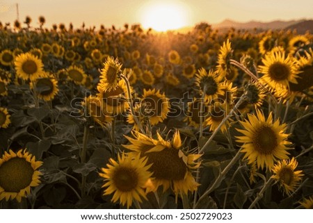 Image, Stock Photo Farm field is planted with agricultural plants. Watering the crop. Agro industry, agribusiness. Farming, european farmland. Traditional irrigation system. Growing and producing food. Rural countryside