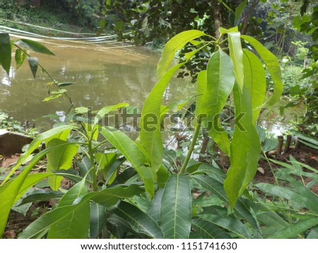 Mangifera indica Linn, Family-Anacardiaceae, It Treat- Dysentry, Dandruff, Hairfall, Ti Produce Vit.-A, B, & C. Imagine de stoc © 