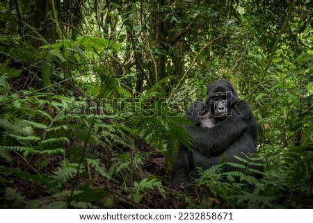 Mountain gorilla (Gorilla beringei beringei). Bwindi Impenetrable Forest. Uganda Foto d'archivio © 